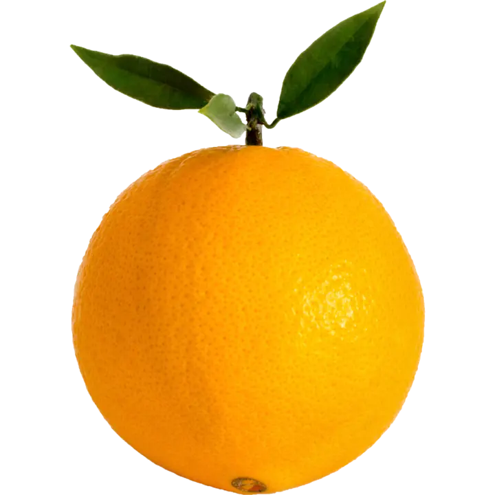 Hilal Kandemir Orange Image